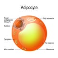 Adipocyte. Structure of a fat cell. lipocyte Royalty Free Stock Photo