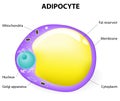 Adipocyte structure. fat cell Royalty Free Stock Photo