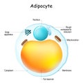 Adipocytes anatomy. Structure of fat cell. Royalty Free Stock Photo