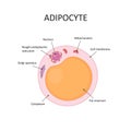 Adipocytes, lipocytes and fat cells. Fat cell structure vector illustration. Royalty Free Stock Photo