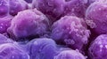 Adipocytes, lipocytes and fat cells, are the cells that primarily compose adipose tissue, close-up view of cells Royalty Free Stock Photo