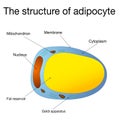 Adipocytes, lipocytes and fat cells. Illustration depicting structure white adipose cells Royalty Free Stock Photo