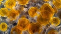 Adipocytes, lipocytes and fat cells, are the cells that primarily compose adipose tissue, close-up view of cells Royalty Free Stock Photo