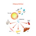 Adipocytokines, immune cells and metabolism Royalty Free Stock Photo