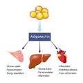 Adiponectin. adipose tissue Royalty Free Stock Photo