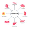 Adiponectin fat tissue