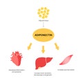 Adiponectin fat tissue