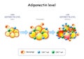 Adipocytes in the fat tissue, Macrophage and T-cell in adipose tissue with inflammation