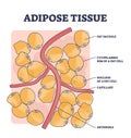 Adipose tissue or body fat anatomical inner cell structure outline diagram Royalty Free Stock Photo