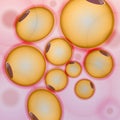 Adipose tissue, Fat Cells, Adipocytes - Vector Illustration Royalty Free Stock Photo