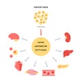 Adipose Tissue Hormones