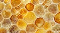 An adipose tissue sample under the microscope with the cells arranged in a honeycomb pattern. The cells vary in size and