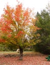 Adirondack Autumn Fall colored tree vista along train tracks Royalty Free Stock Photo