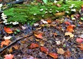 Adirondack groundcover