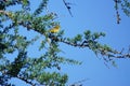 Adirondack Park, New York, USA: A palm warbler, Setophaga palmarum