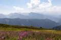 Adishi - A bushes of Rosebay Willowherb blooming in high Caucasus mountains in Georgia. There are high, snowcapped peaks