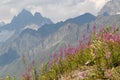 Adishi - A bushes of Rosebay Willowherb blooming in high Caucasus mountains in Georgia. There are high, snowcapped peaks