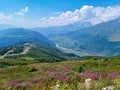 Adishi - A bushes of Rosebay Willowherb blooming in high Caucasus mountains in Georgia. There are high, snowcapped peaks