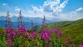 Adishi - A bushes of Rosebay Willowherb blooming in high Caucasus mountains in Georgia. There are high, snowcapped peaks