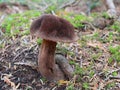 Admirable Bolete - Aureoboletus mirabilis Royalty Free Stock Photo