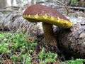 Admirable Bolete Against a Log Royalty Free Stock Photo