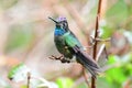 Admirable Hummingbird or Talamanca Hummingbird Eugenes spectabi Royalty Free Stock Photo