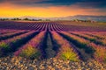 Admirable purple lavender plantation in Provence region, Valensole, France, Europe Royalty Free Stock Photo