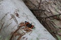 An admiral butterfly on a birch trunk Royalty Free Stock Photo