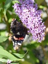 Admiral Butterfly On Buddleia Bush