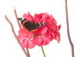 Admiral butterfly on a geranium flower isolated on white