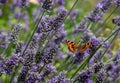 Admiral butterfly lands on lavender flowers in a garden near Bourton-on-the-Hill in the Cotswolds, Gloucestershire, UK.