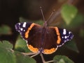 Admiral butterfly on leaves Royalty Free Stock Photo