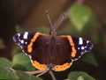 Admiral butterfly on leaves