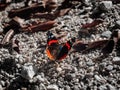 Admiral butterfly near a small creek Royalty Free Stock Photo