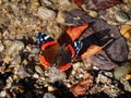 Admiral butterfly near a small creek Royalty Free Stock Photo