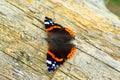 close-up of a butterfly Royalty Free Stock Photo