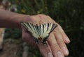 The admiral butterfly sits on a man`s hand.