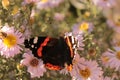 The Admiral butterfly sits on a pink Aster in a flower bed. Royalty Free Stock Photo