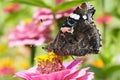 Admiral butterfly on zinnia flower