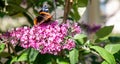 Admiral Vanessa atalanta butterfly on a Buddleja davidii flower Royalty Free Stock Photo