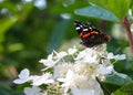 Admiral - Vanessa atalanta, butterfly on white flowers, on green background, copy space Royalty Free Stock Photo