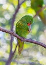 Scaly-breasted Lorikeet (Trichoglossus chlorolepidotus) in Radiant Plumage Royalty Free Stock Photo