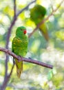 Scaly-breasted Lorikeet (Trichoglossus chlorolepidotus) in Radiant Plumage Royalty Free Stock Photo