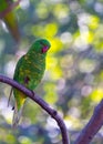 Scaly-breasted Lorikeet (Trichoglossus chlorolepidotus) in Radiant Plumage Royalty Free Stock Photo