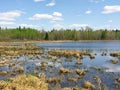 Admiring a beaver damn from afar on a beautiful summer day, in M Royalty Free Stock Photo