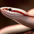 Admiring the Calm Demeanor of the Red Milk Snake Up Close Royalty Free Stock Photo