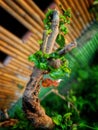 A single leaf resting gracefully on a delicate branch