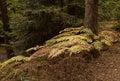 Admiring the native irish ferns in glengarra woods