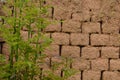 Adobe bricks wall and green plant. Rustic background. Royalty Free Stock Photo