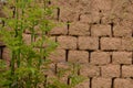 Adobe bricks wall and green plant. Rustic background. Royalty Free Stock Photo